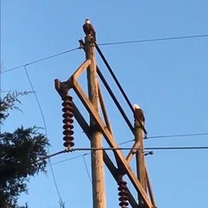 Meet your Posher, Loralee